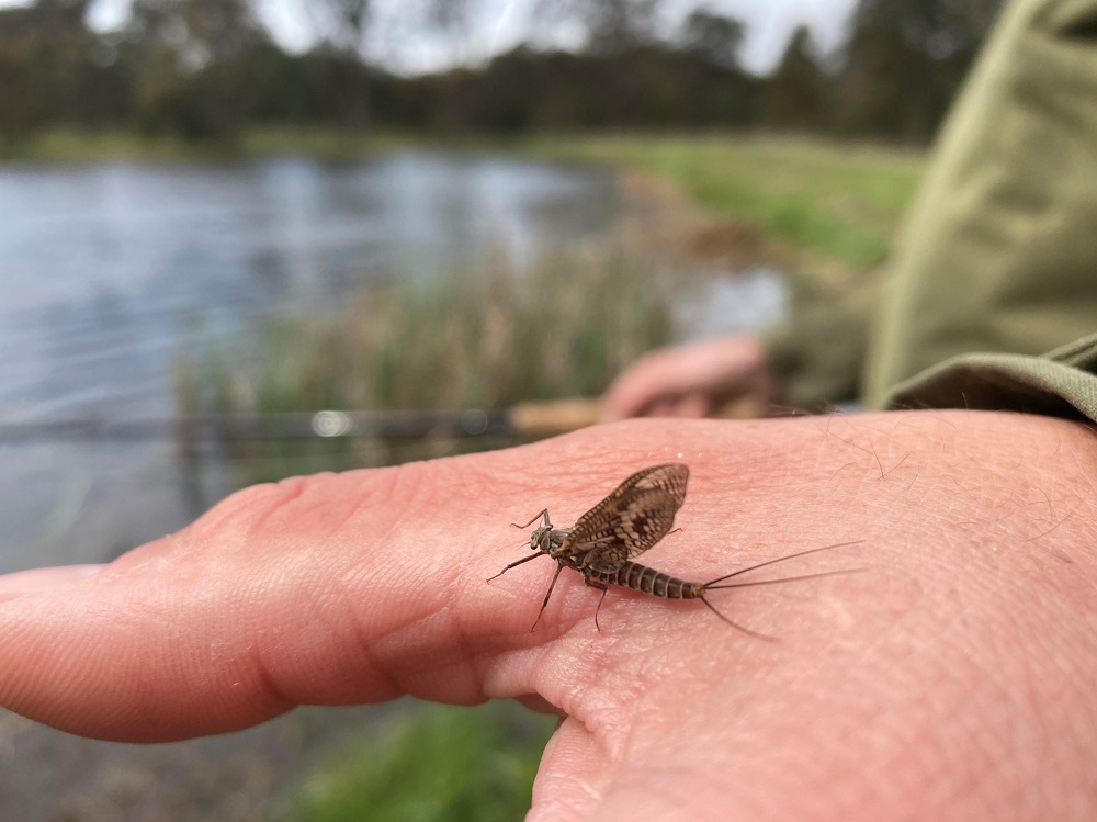 Mayfly Madness