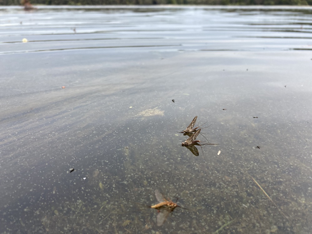 Fly change fever