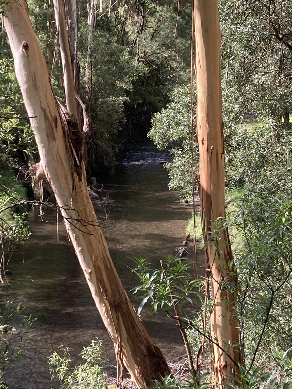 Spring stream fishing, south-west Victoria