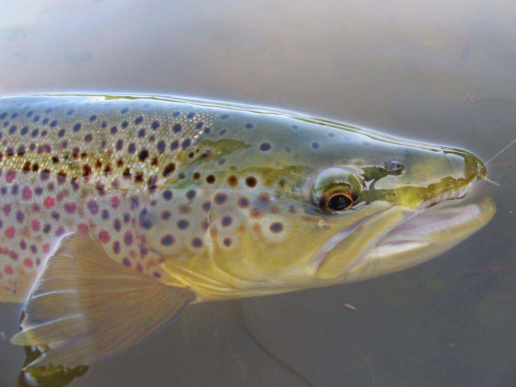 Winter Issue of FlyStream Magazine out now