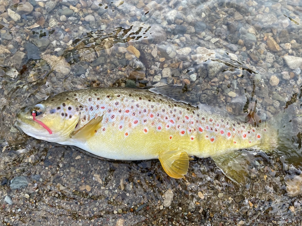 Fastwater Floods, Fat Fish