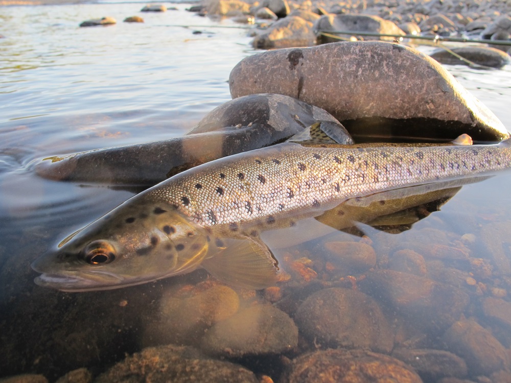 Talk Wild Trout 4 coming in August
