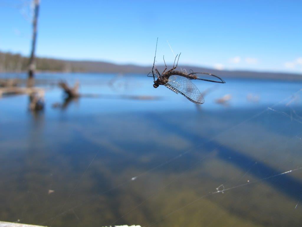 Friends, Fishing and Four Seasons in Tasmania