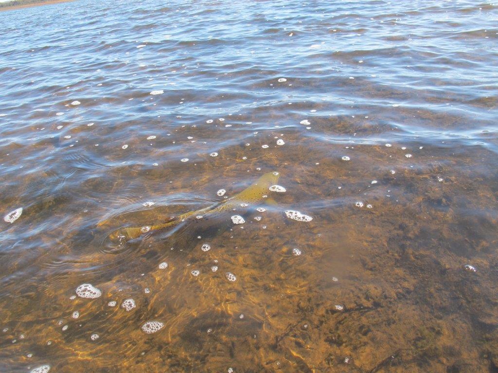 Gum beetles, Great Lake and Highland mysteries