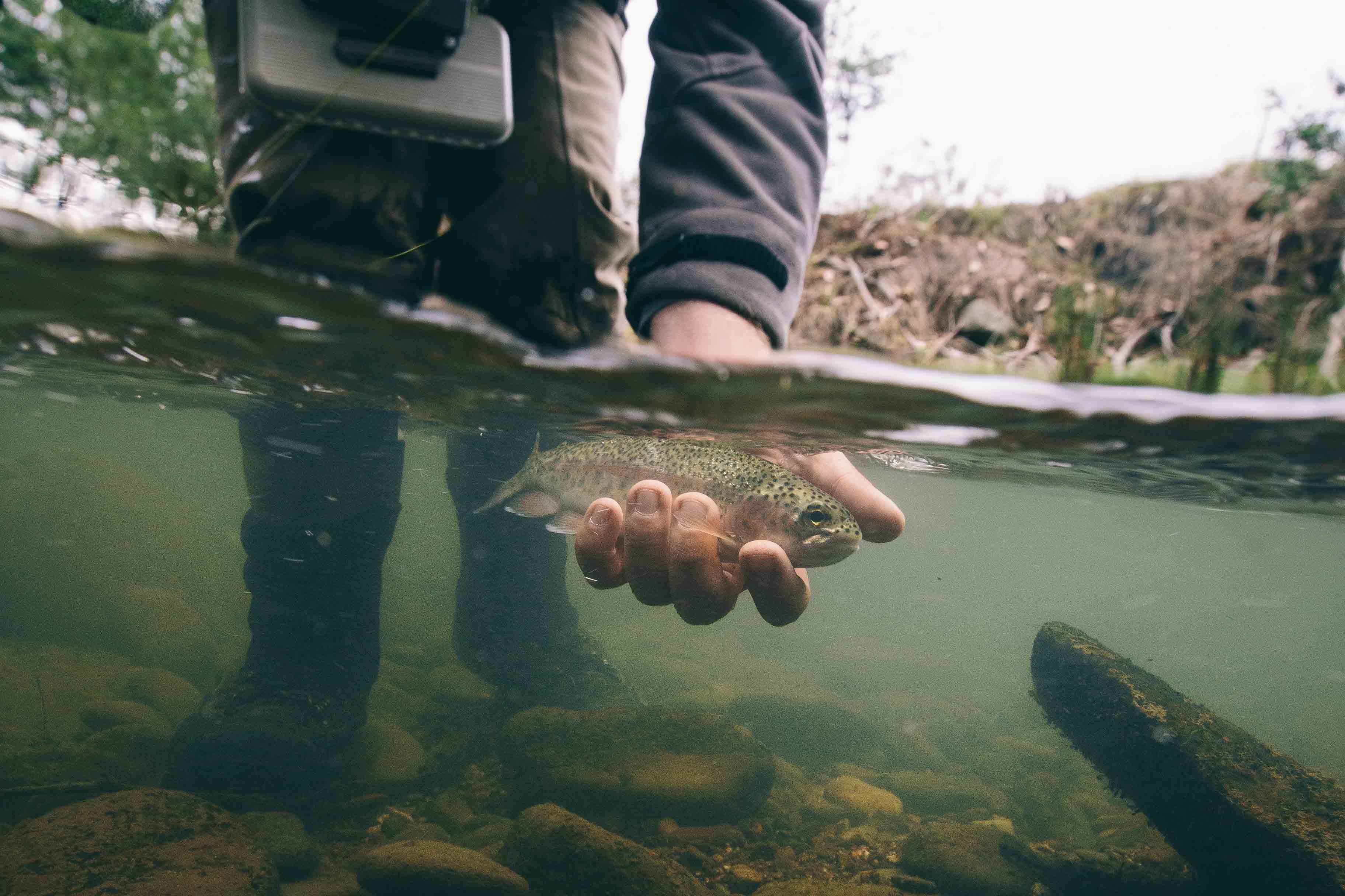 Cod and Trout, north-east Victoria