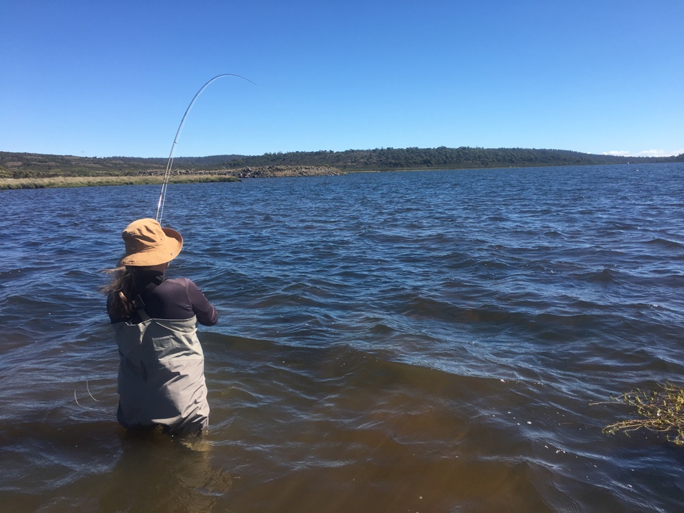 Tasmania - Trout Season roundup 2015/16
