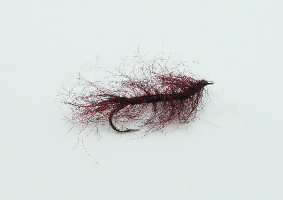 Swimming Leech