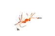 Trigger Crab #2 White and Red
