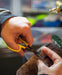 Loon Ergo Hair Scissors