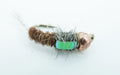 BH Grub Pheasant Tail FB - The Flyfisher