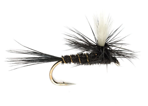 Black Gnat