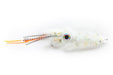 Beech 3D Squid - Natural #4/0-2/0