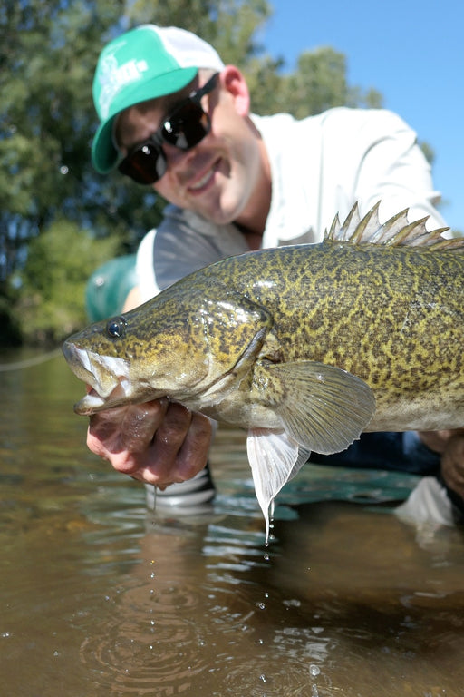 Murray Cod
