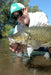 Murray Cod