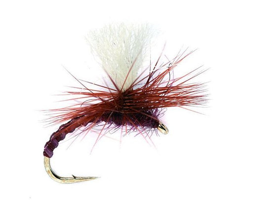 Flexi Claret