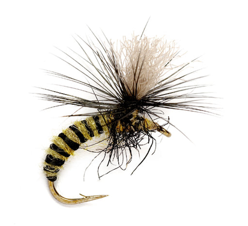 Grannom Pupa Para