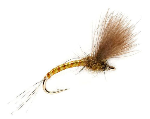 KJ Olive Emerger