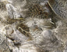 Premium Hungarian Partrige Feather - The Flyfisher