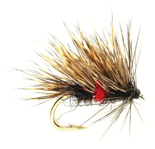 Sedgehog Bibio